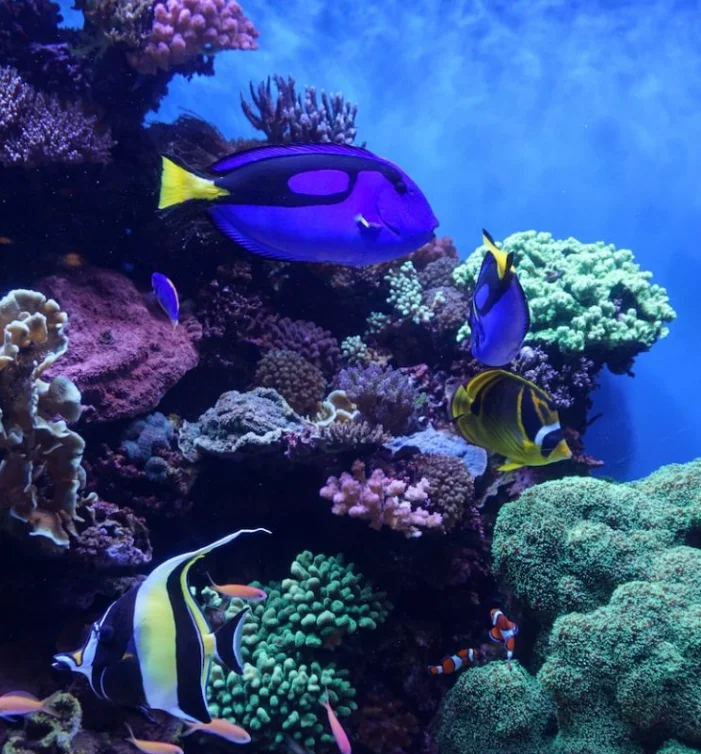 Beautiful aquarium fish in natural habitat